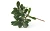 Bärentraubenblätter (Uvae ursi folium)