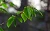 Weissbuche (Carpinus betulus)