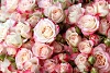 Rosenpflege – Ihr neues Schönheitsgeheimnis