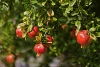 Granatäpfel: die Liebesfrucht der Götter