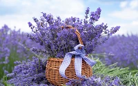 Lavendel, die kleinste Hausapotheke