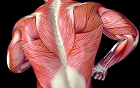 Faszien: unterschätzte Bestandteile der menschlichen Anatomie