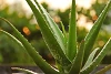 Aloe vera – das feuchtigkeitsspendende Multitalent