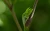 Traubensilberkerze (Cimicifuga racemosa)