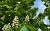 Bild eines Edelkastanienbaumes mit weissen Blüten