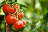 Tomate: gesunde, rote Paradiesfrucht