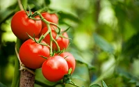 Tomate: gesunde, rote Paradiesfrucht