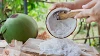 Weisses Fruchtfleisch wird aus einer halbierten Kokosnuss geraspelt.
