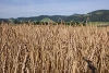 UrDinkel – Schweizer Getreidekultur