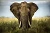 Afrikanische Elefanten betreiben Landschaftspflege im grossen Stil.